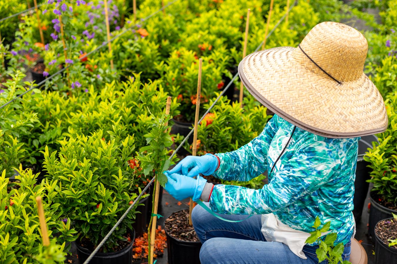 worker taking care of plants at Bamboo Hammock Nursery