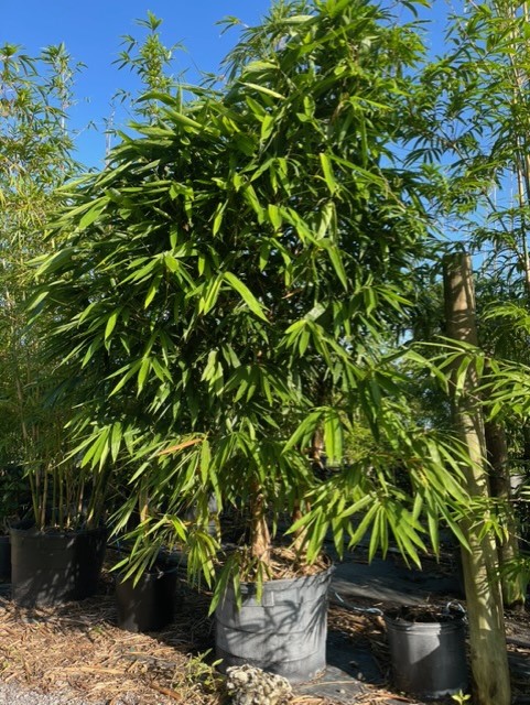 Ornamental Plants - Bamboo Hammock Nursery 7